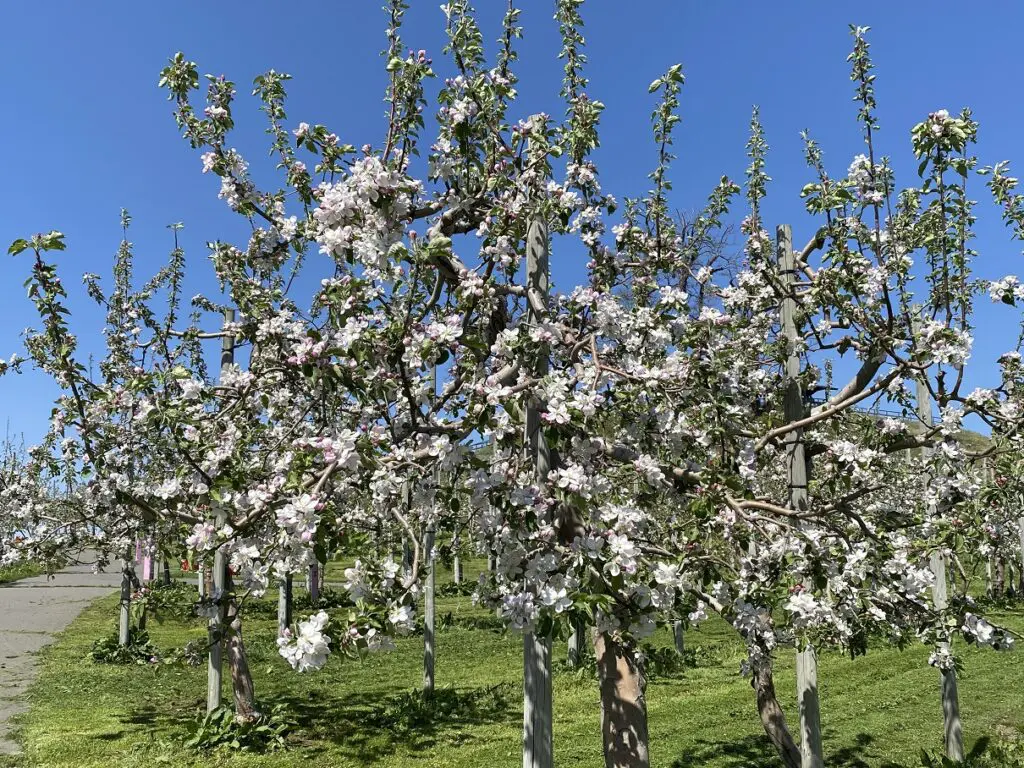 弘前 りんご公園 桜のあとは りんごの花 そしてアップルパイ 旅とアロマ