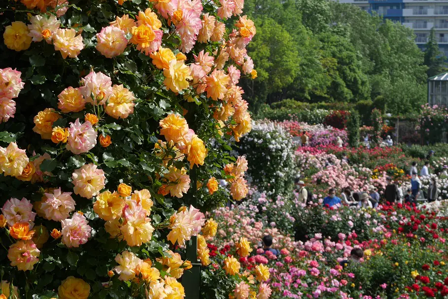 ５月の京成バラ園 スプリングフェスティバル リラックス効果が期待できるバラの香り 旅とアロマ